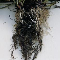 Black Root Rot