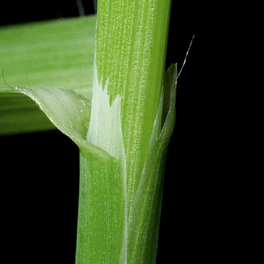 Blackgrass