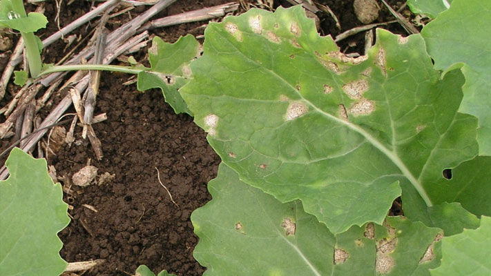 The most important and damaging fungal disease of canola, causing severe damage and plant death through both stem canker and root rot.