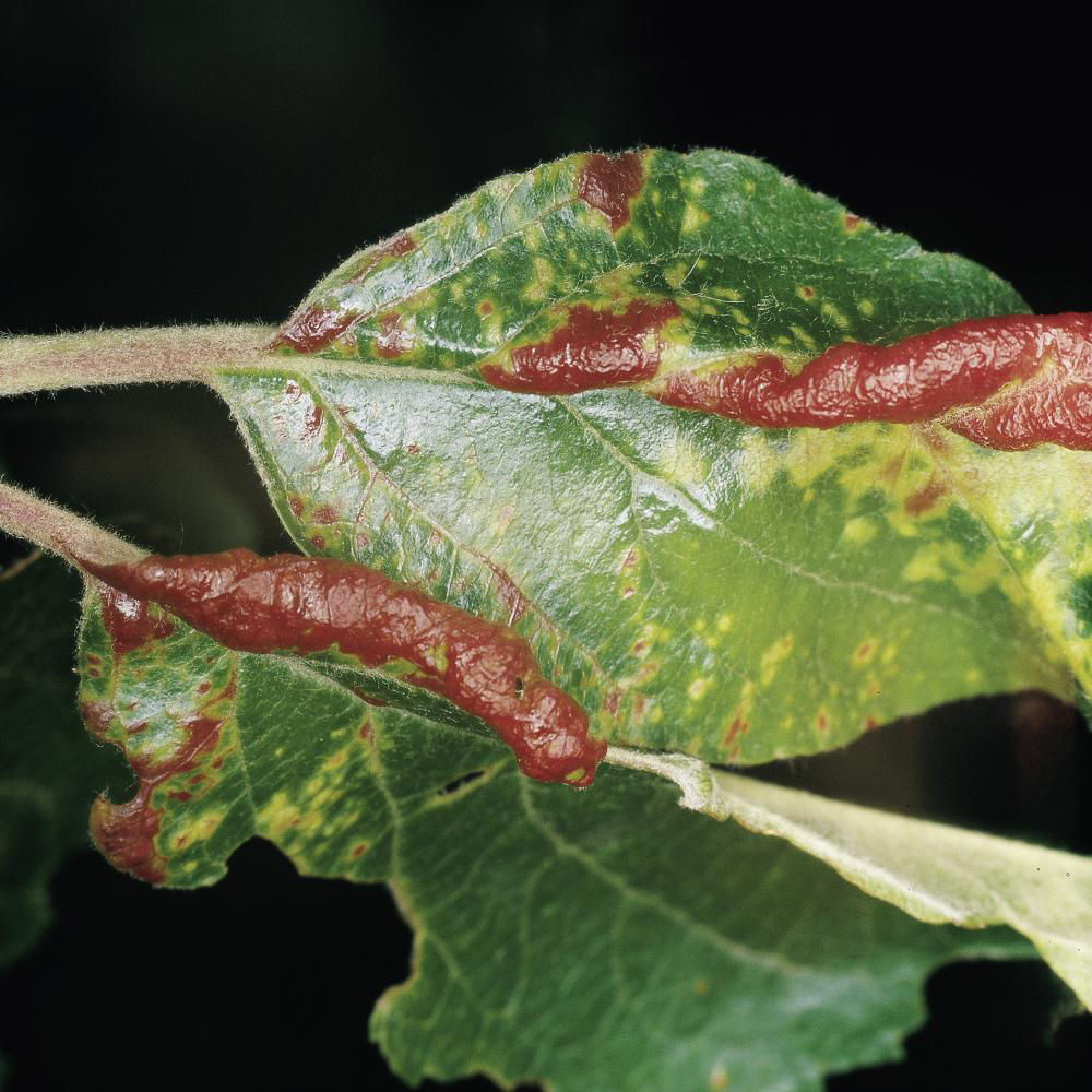 Blood Aphid