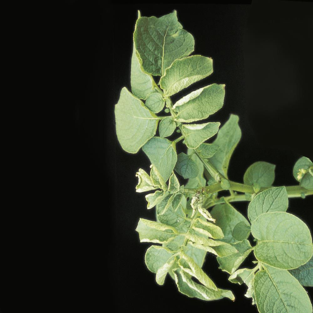 Boron Deficiency