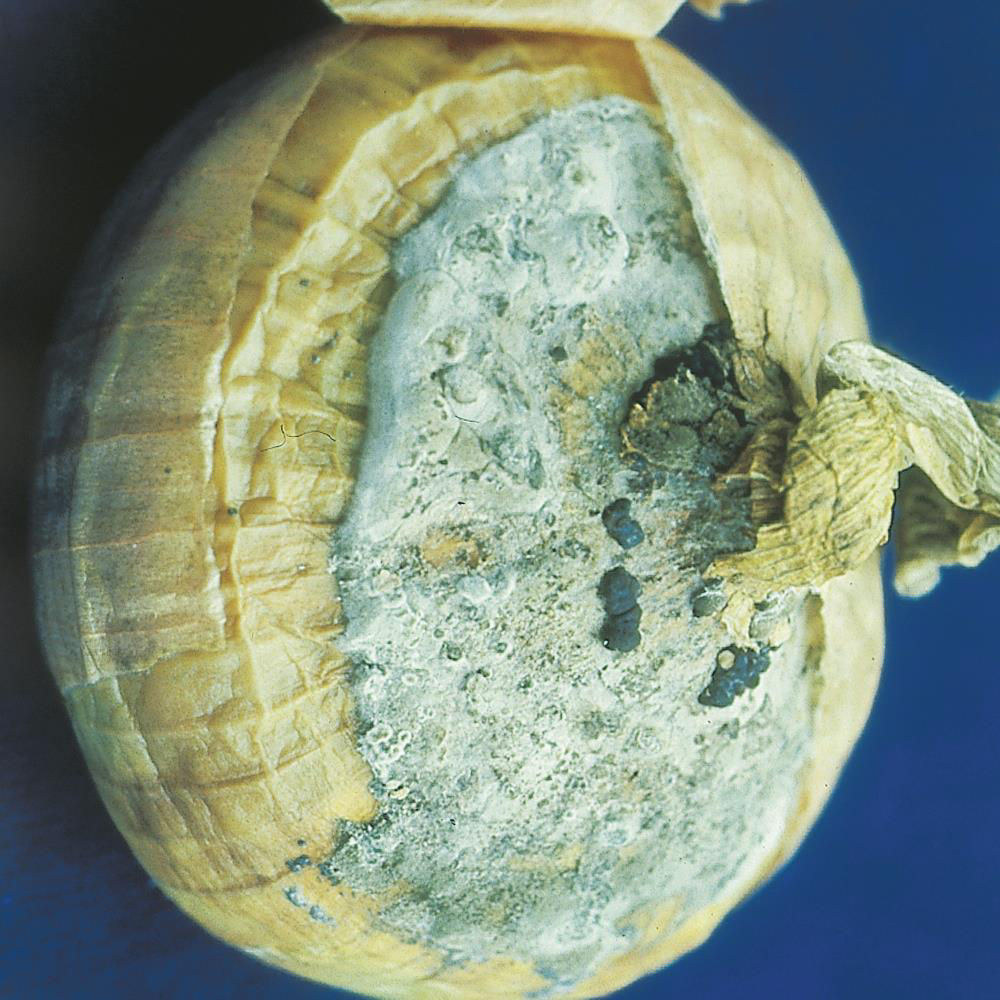 Botrytis Head Rot