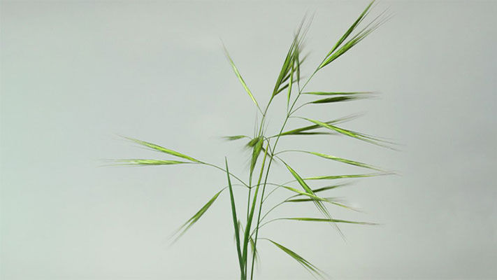 Brome grass and wild oats have been rated the two most competitive grass weeds in wheat
