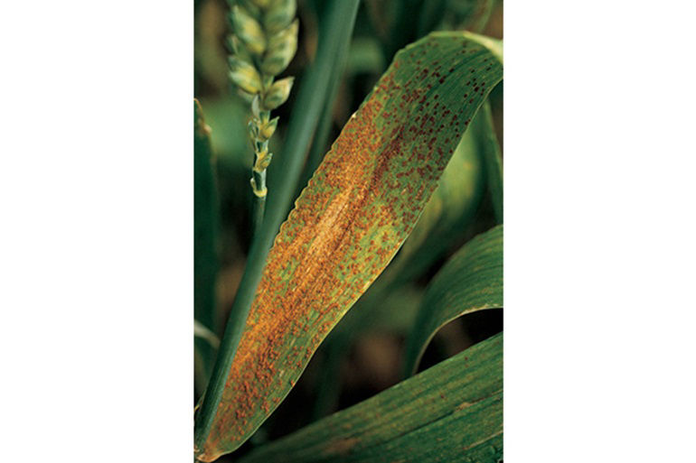 Leaf rust, also known as brown rust, is one of the three major types of rust infections that represent the most economically significant fungal disease in wheat. Pustules normally appear on the upper leaf surface, but with severe epidemics, the sheath can also become infected. Pustules are typically brown and circular and seldom penetrate through the leaf. Early infection can result in weak plants, impacting yield and grain test weight.