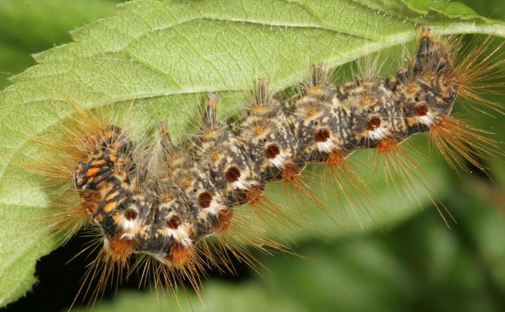 Brown Tail Moth