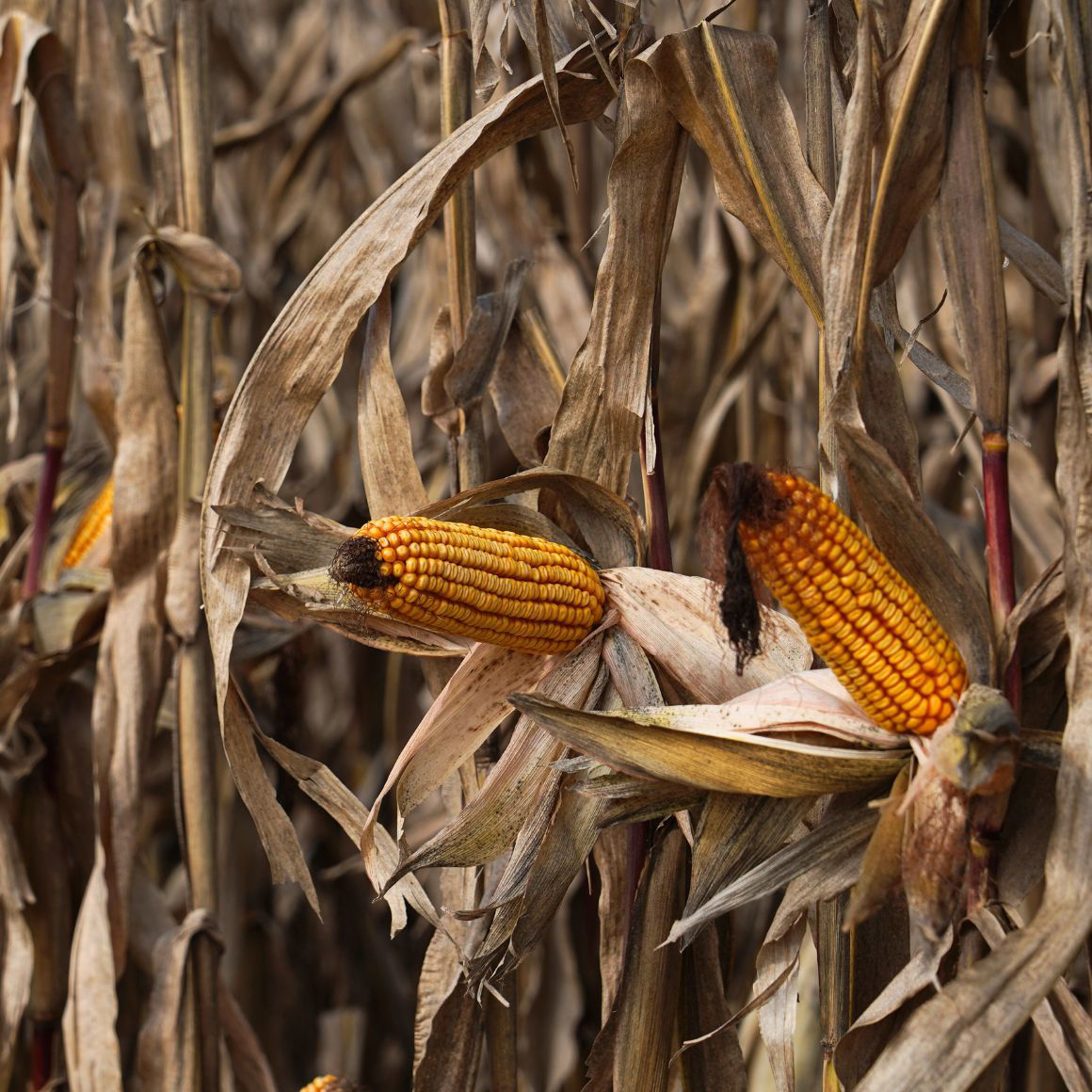 Царевица DEKALB® с поливна система