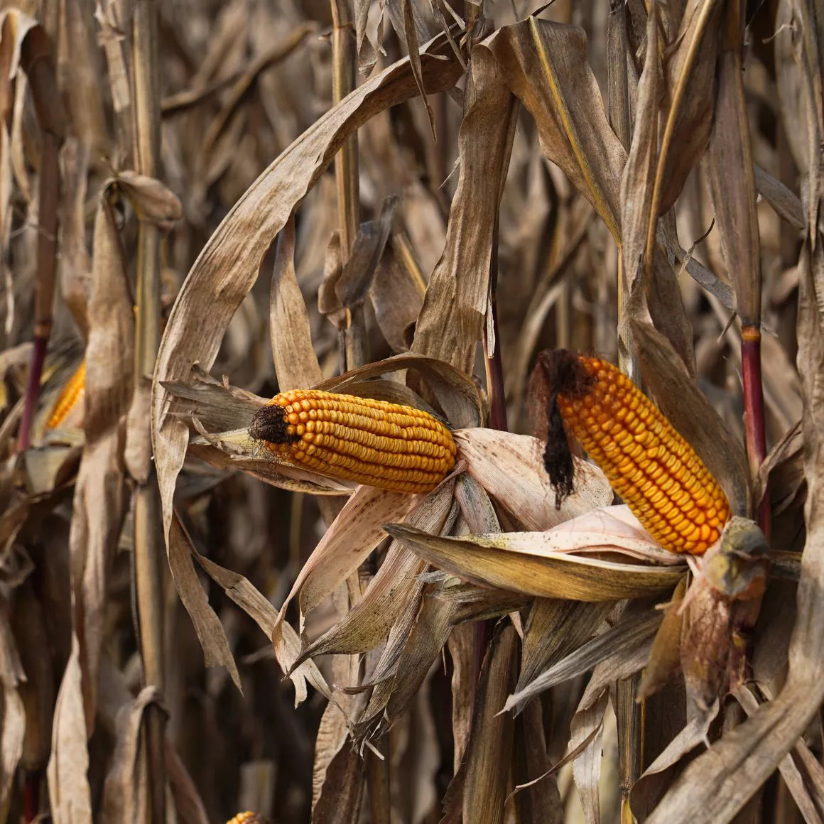 Царевица DEKALB® с поливна система