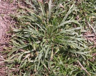 Bucks_Horn_Plantain