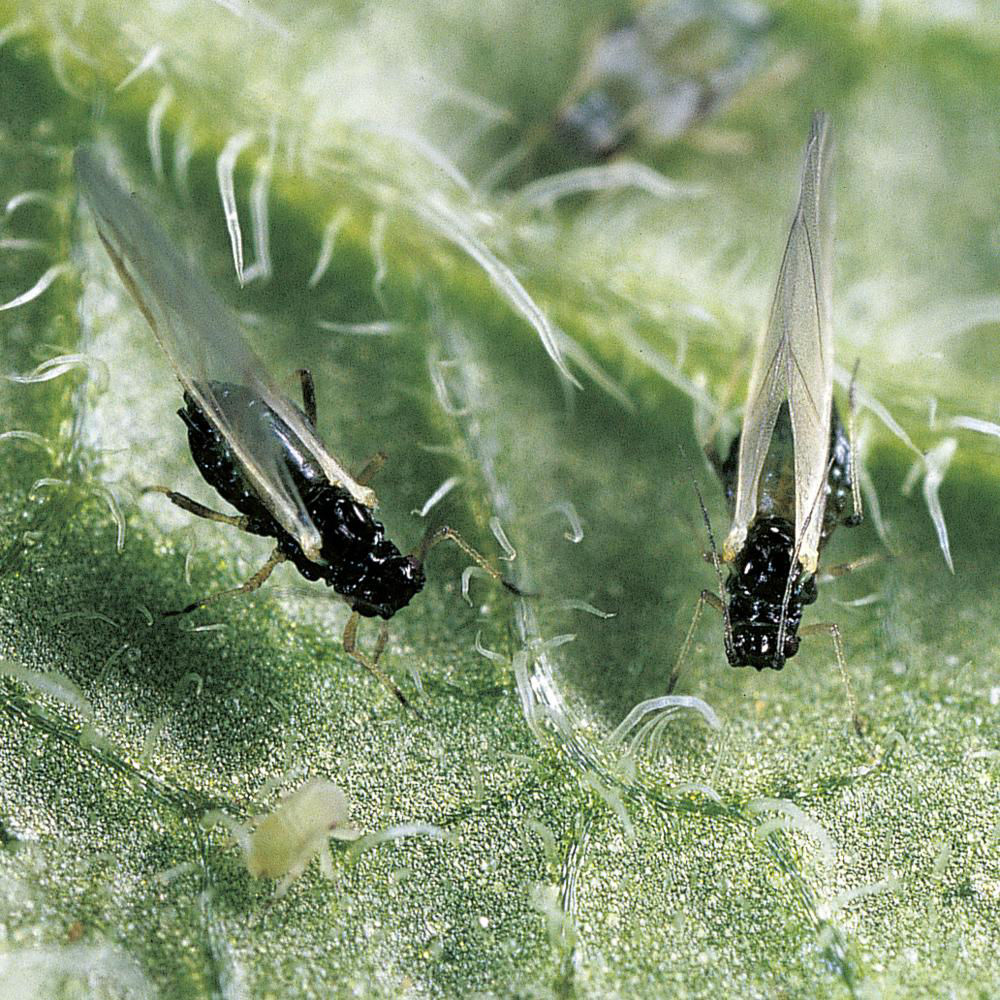 Buckthorn Aphid