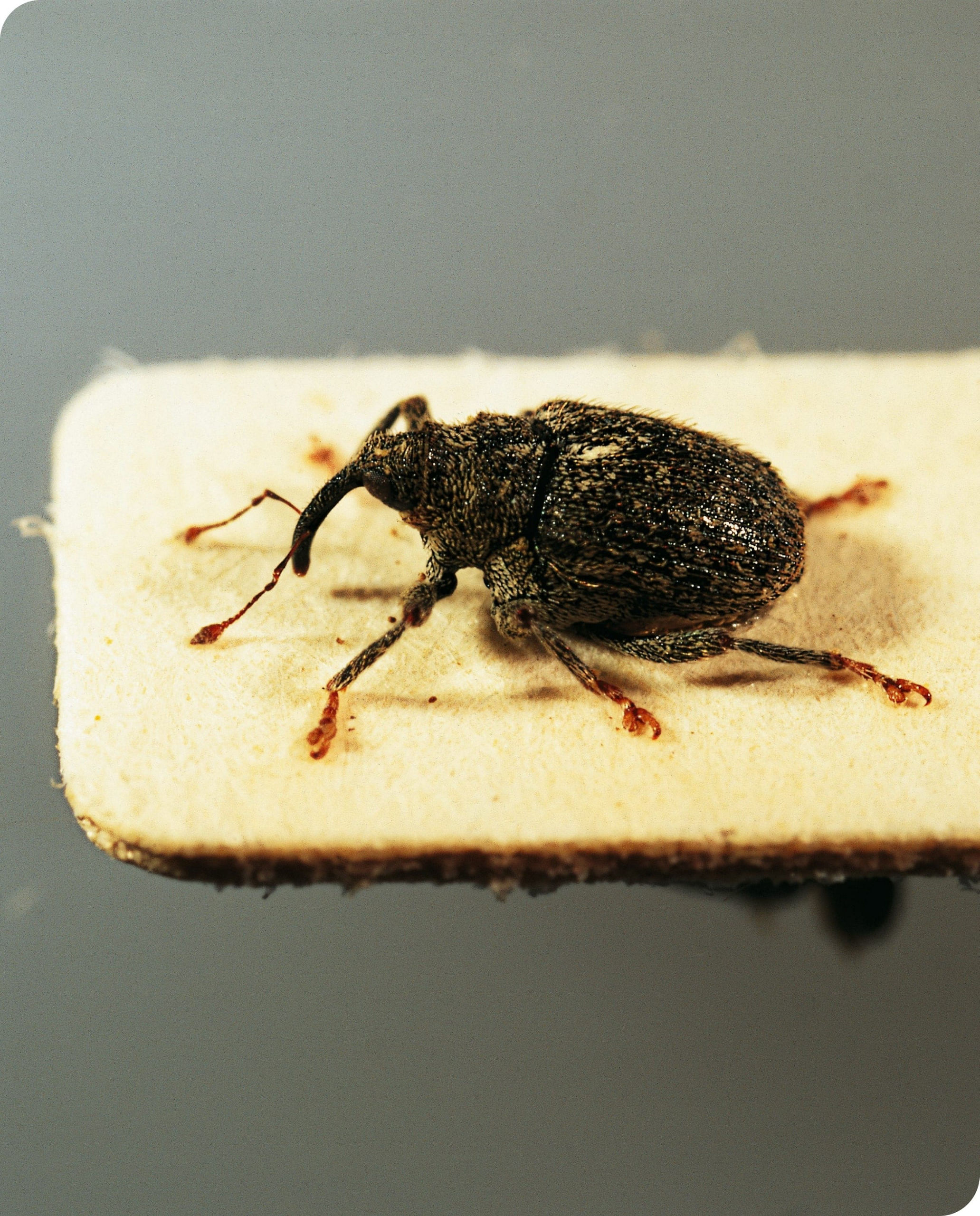 Bug
