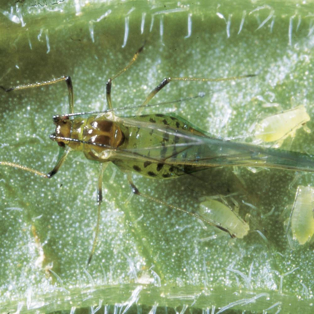 Buttercup Aphid