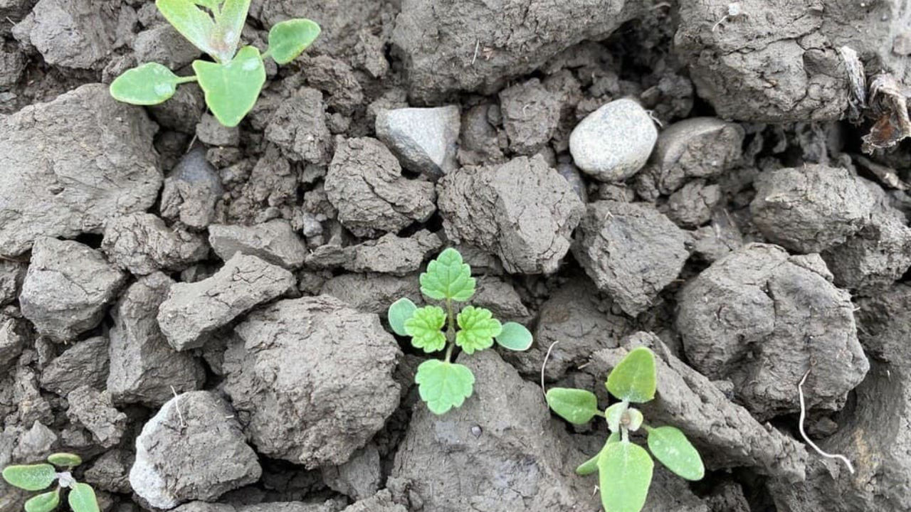CONVISO ONE weeds at the correct growth stage