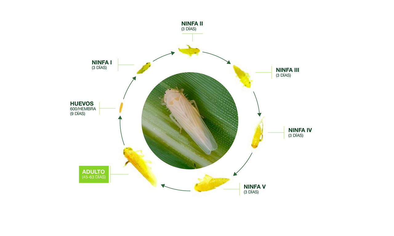 La chicharrita del maíz, un nuevo desafío que exige estrategias integrales