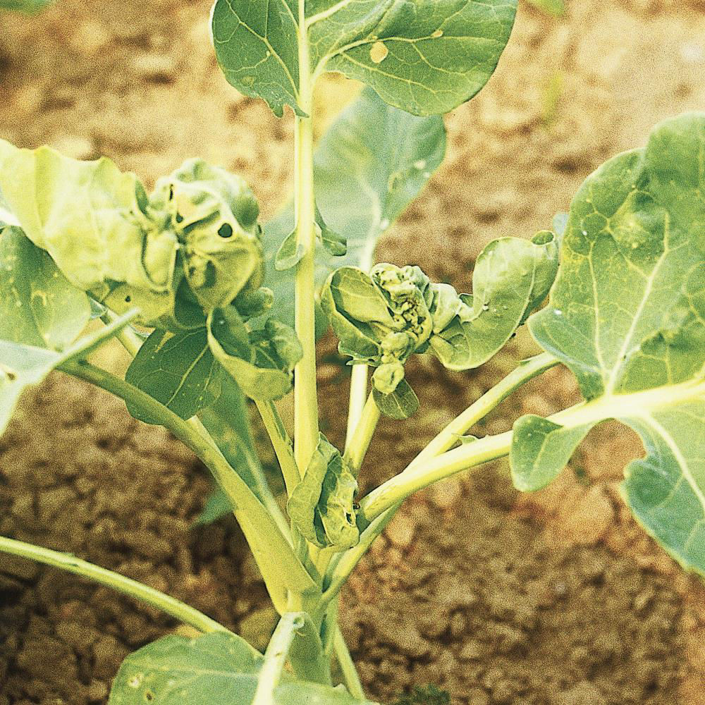 Cabbage Gall Midge