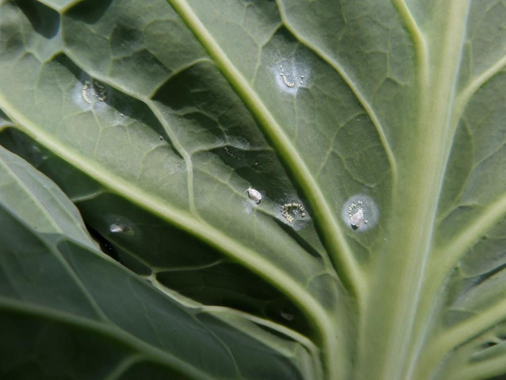 Cabbage Whitefly