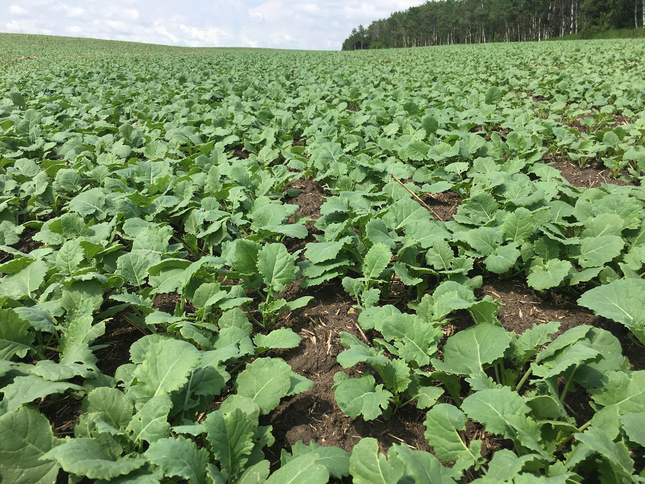 Leaves form a rosette prior to stem elongation