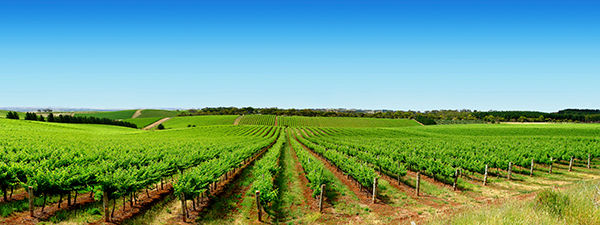 California Weed field