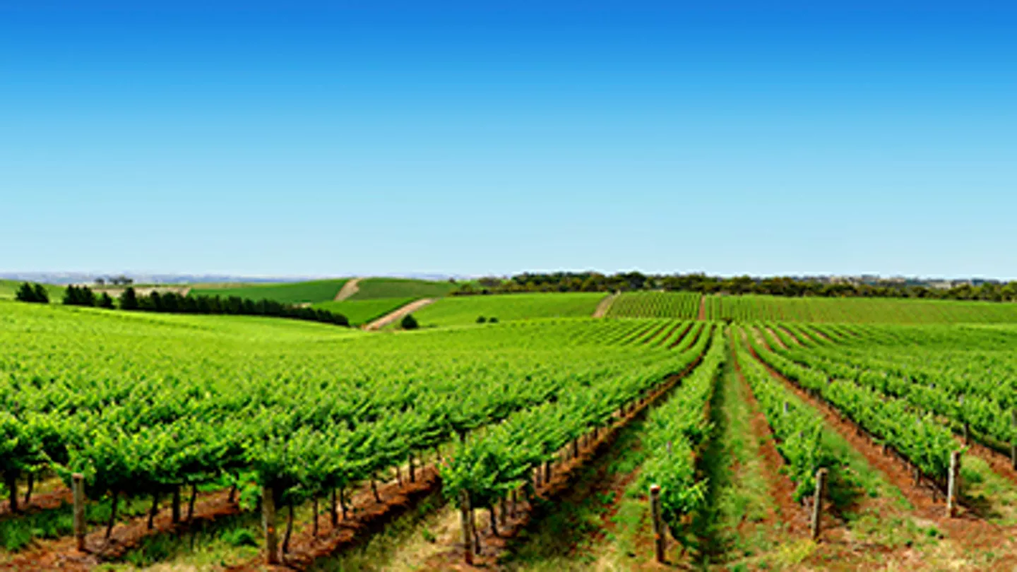 Grape Disease Protection for Higher Yields and Quality