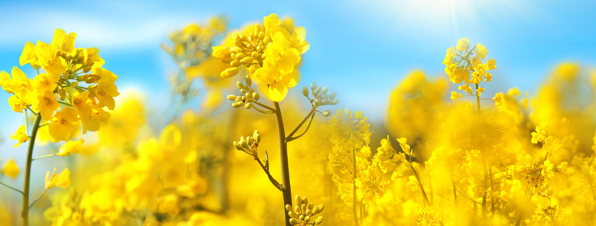 Ελαιοκράμβη