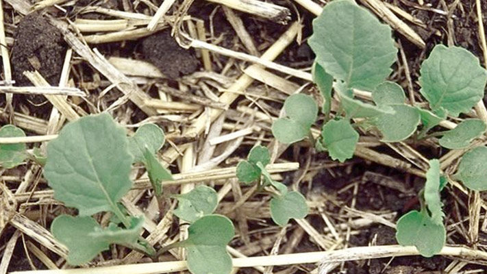 The majority of volunteer canola seedlings emerge during the year following a canola crop