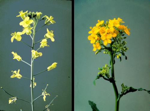 Figure 1. Flowers of Brassica napus and Brassica rapa. (Courtesy of the Canola Council of Canada)