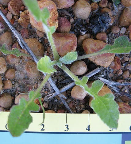 Capeweed is widespread throughout the southern cropping regions.