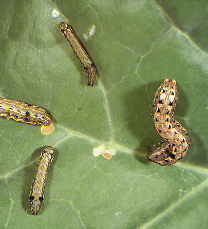 Cabbage cluster caterpillar (CCC) is a pest of the brassica family, most commonly found in northern NSW and Queensland during summer and early autumn.