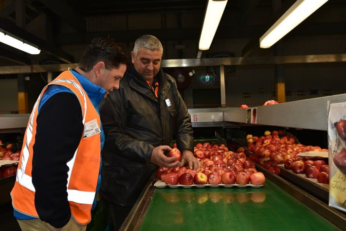 Adelaide Hills fruit grower Joe Ceravolo inspects apples