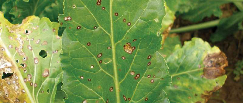 Cercospora Leaf Spot