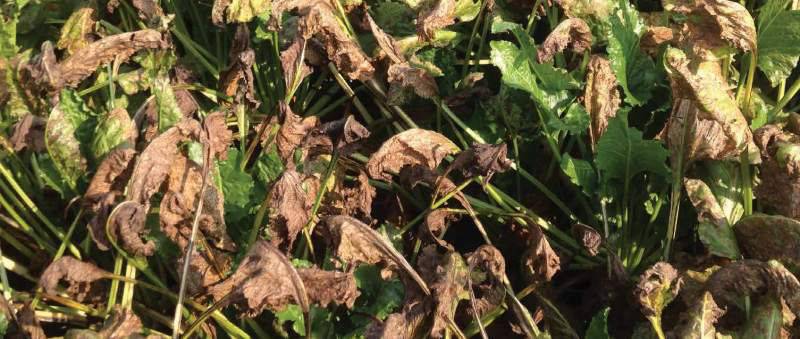 Cercospora Leaf Spot
