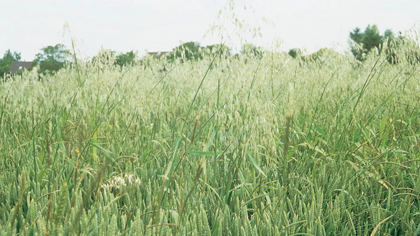 Be Proactive to Manage Weeds in Cereals