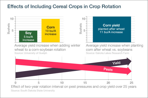 Cereal Crop Effects