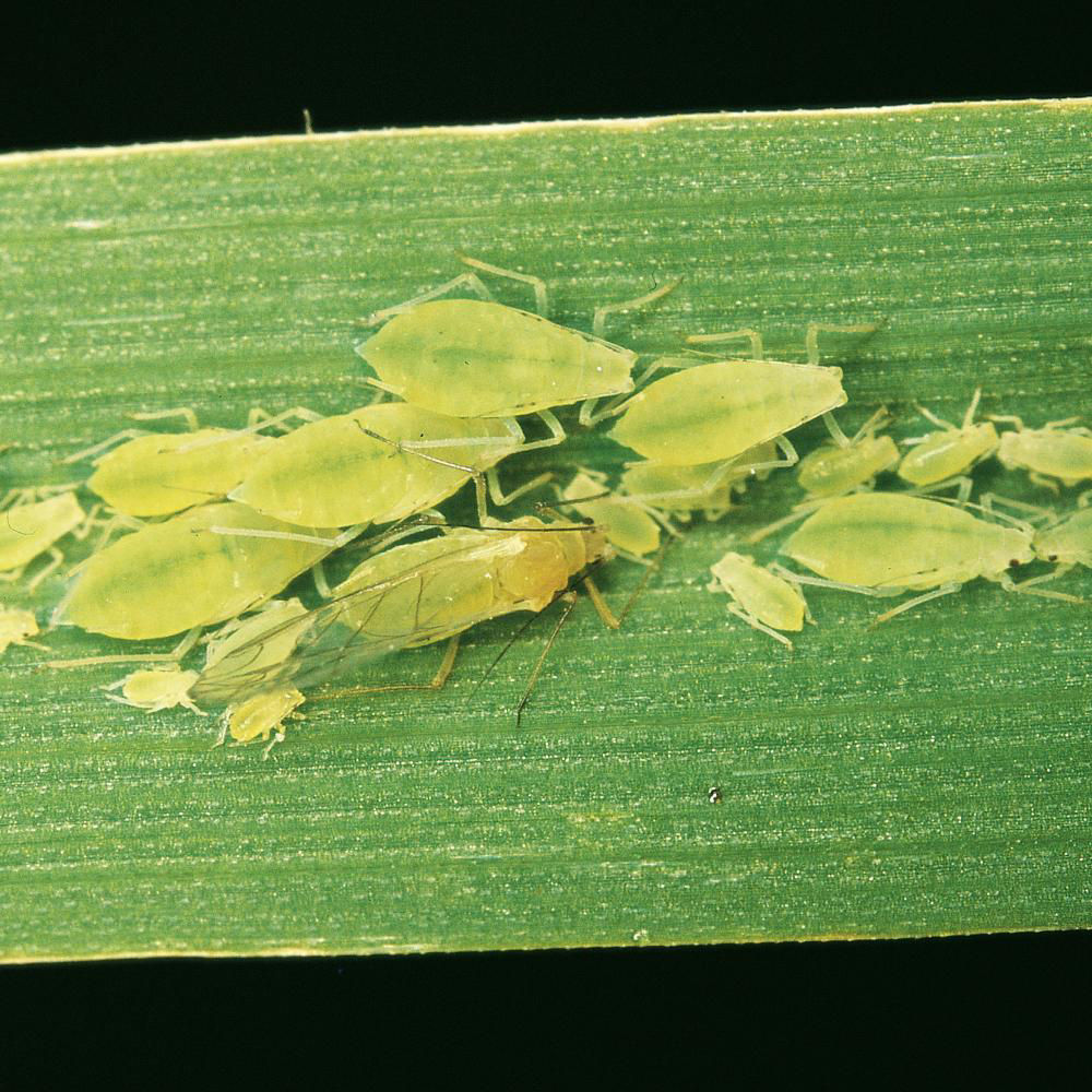 Cereal Aphid