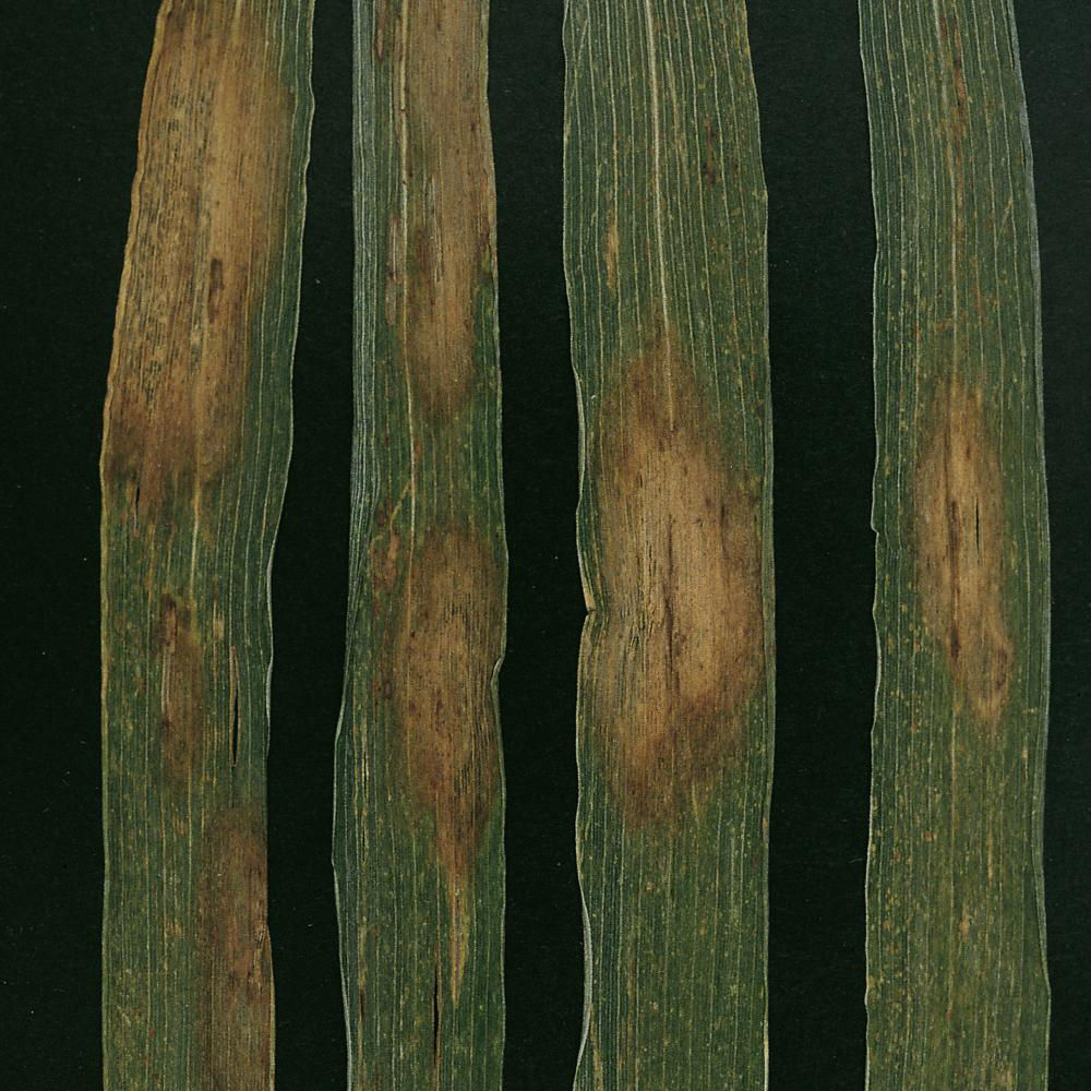 Cereal Leaf Diseases