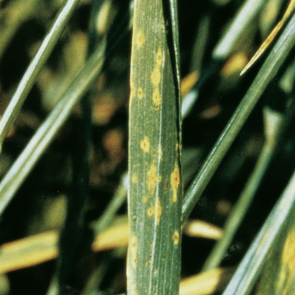 Cereal Leaf Spot