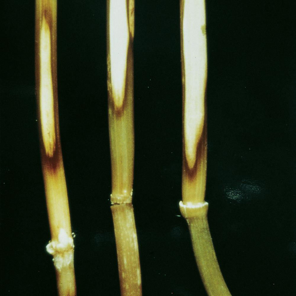 Cereal Rhizoctonia