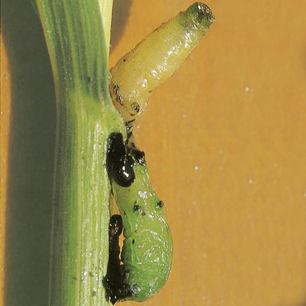 Cereal Wasp