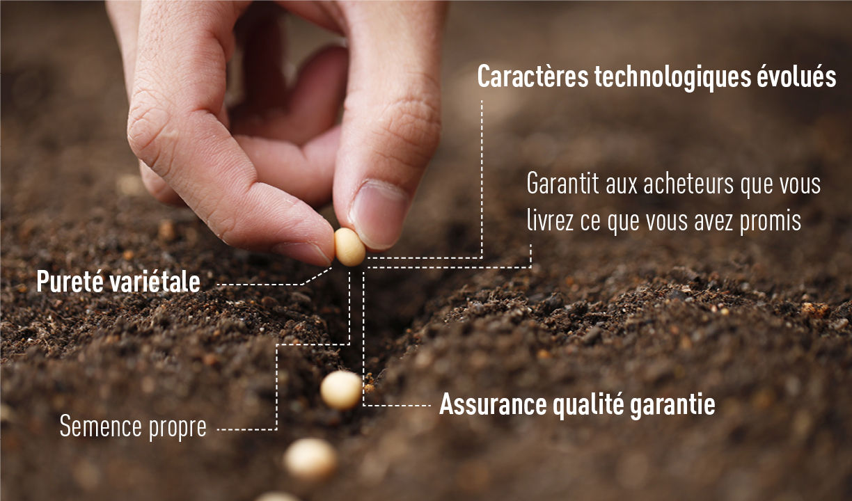 Pourquoi utiliser de la semence certifiée ?
