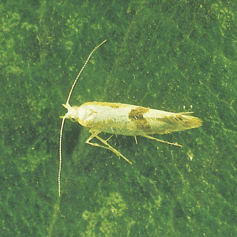 Cherry Blossom Moth