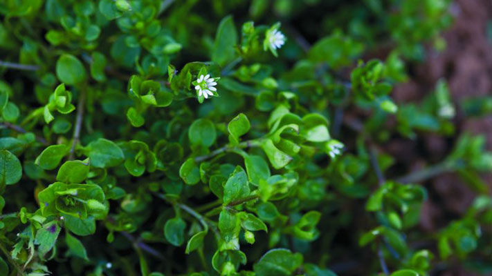 Chickweed is a temperate, annual weed that can germinate at any time and grows up to 250 mm tall