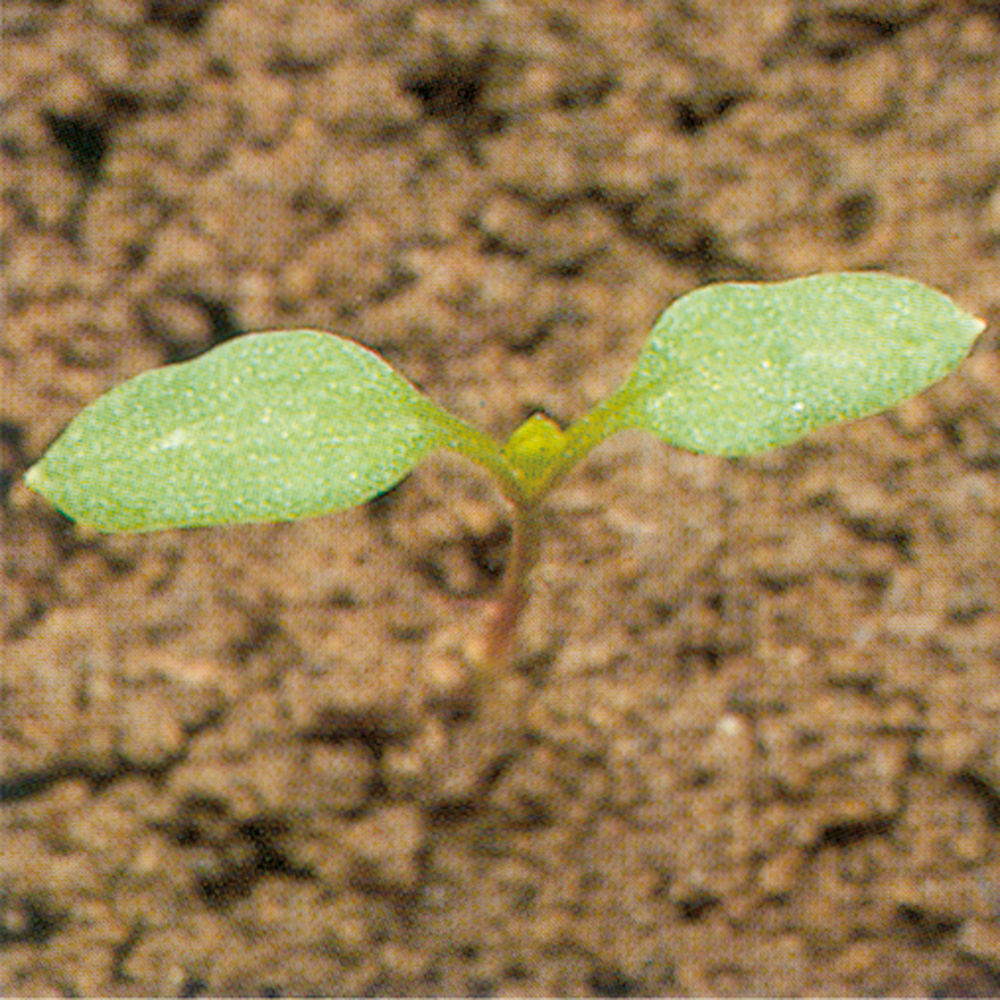 Chickweed