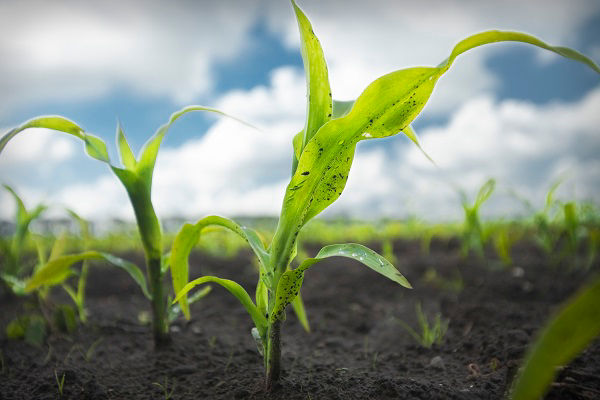 choosing herbicides