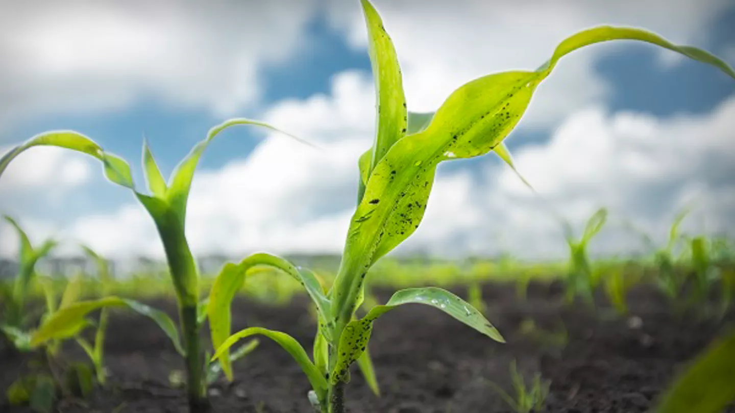 Choosing the Right Herbicides