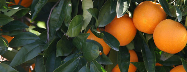 itrus fruits barely visible beneath thick citrus tree foilage