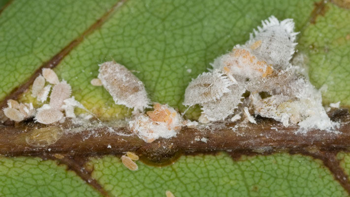 Citrus mealybugs are the most common and widespread of the mealybug species and as their name suggests, their main host is citrus, while other hosts include mangoes and passionfruit.