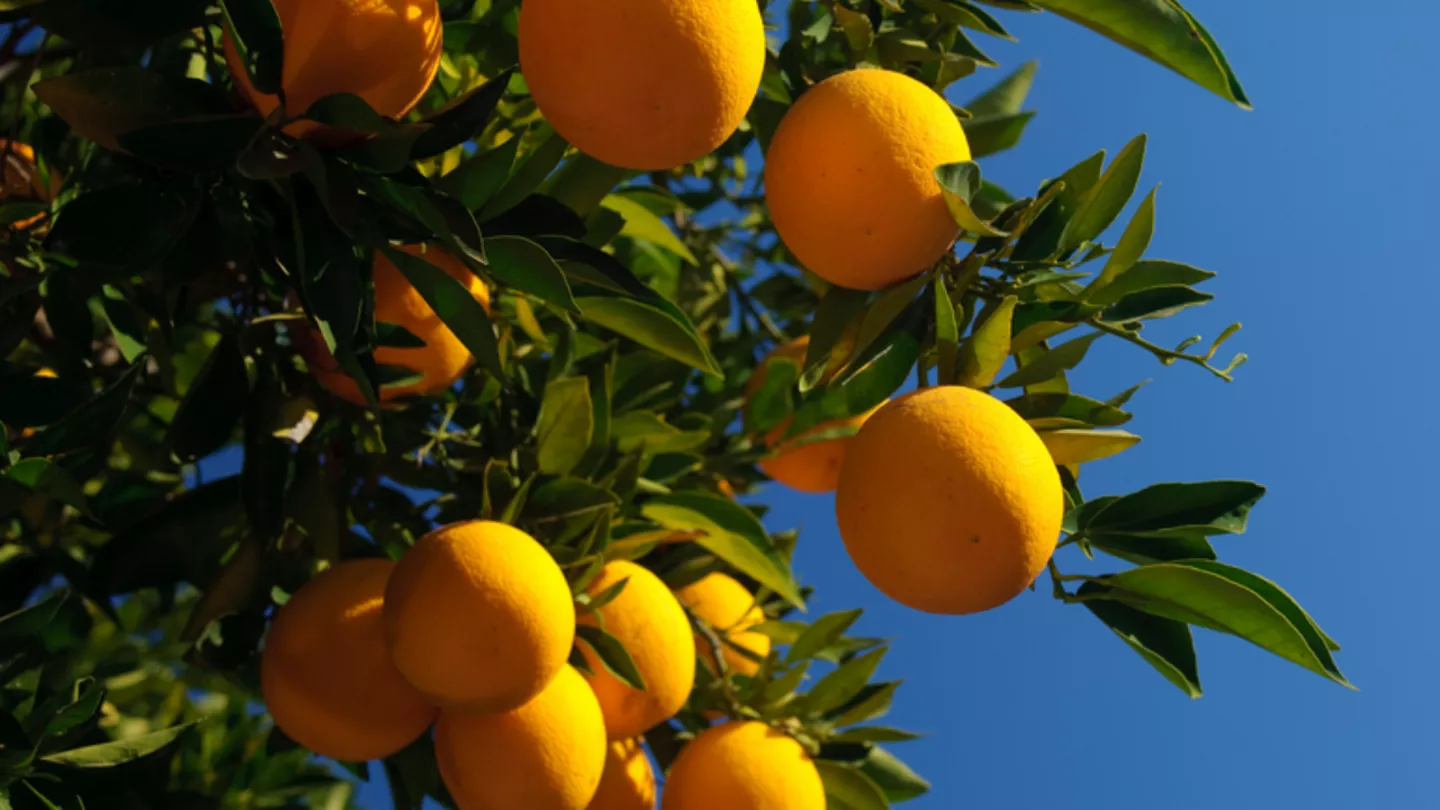 crop protection in citrus