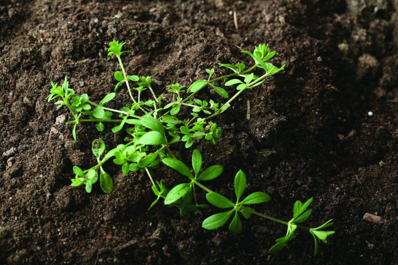 Cleavers