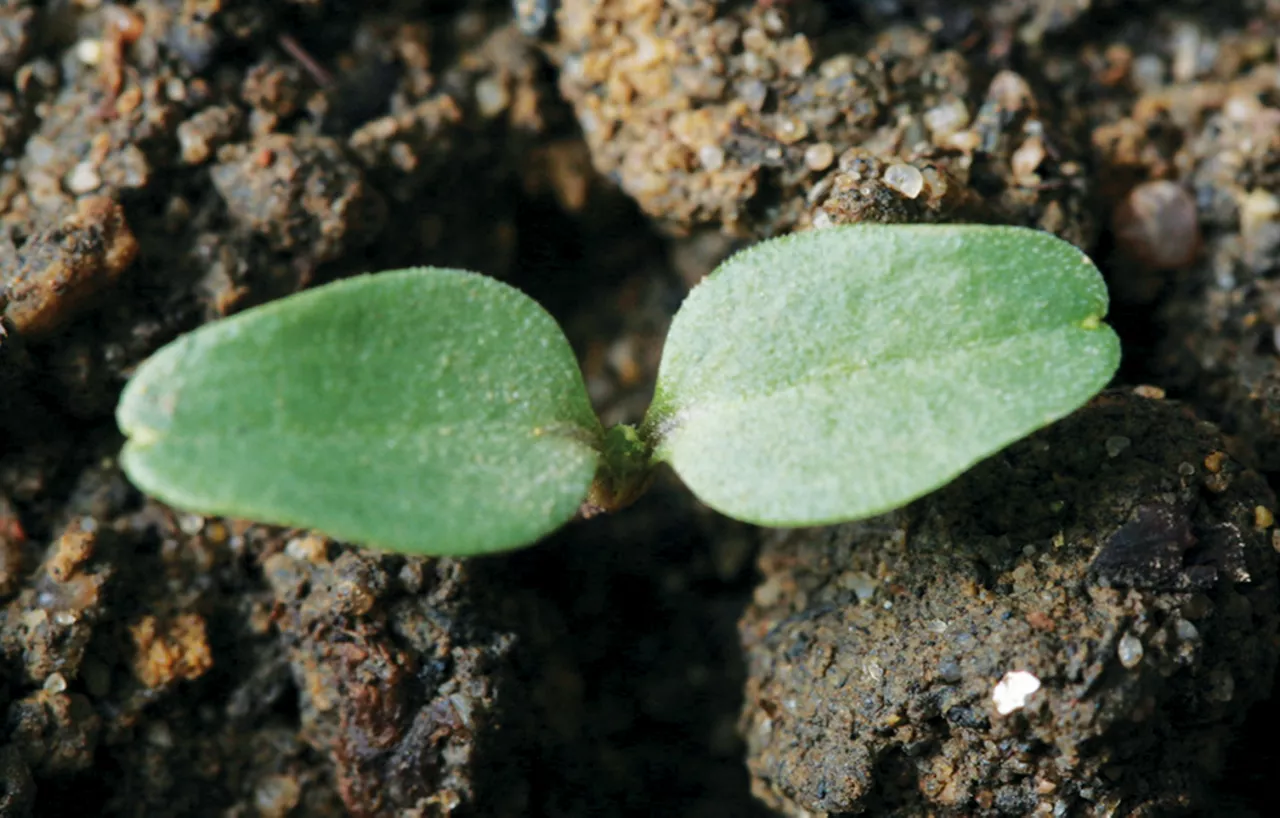 Cleavers_RTE_1.jpg