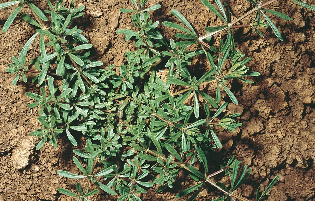 Cleavers_RTE_2.jpg