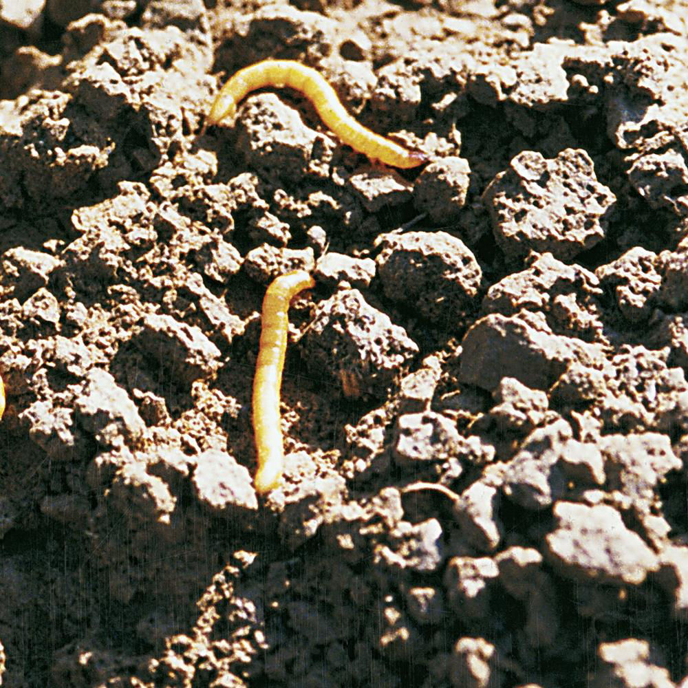 Click Beetle Larvae